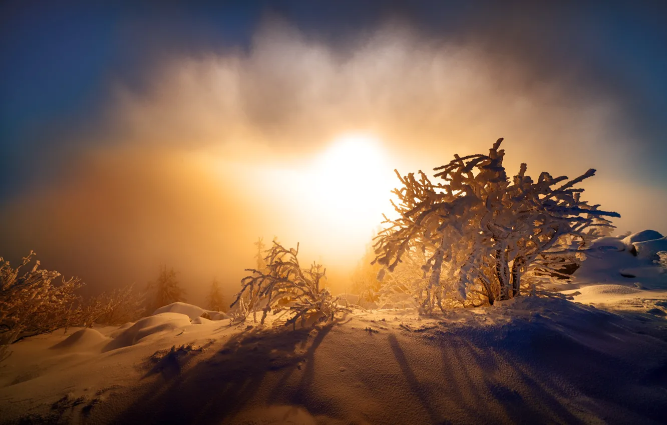 Photo wallpaper winter, forest, the sky, the sun, clouds, rays, light, snow