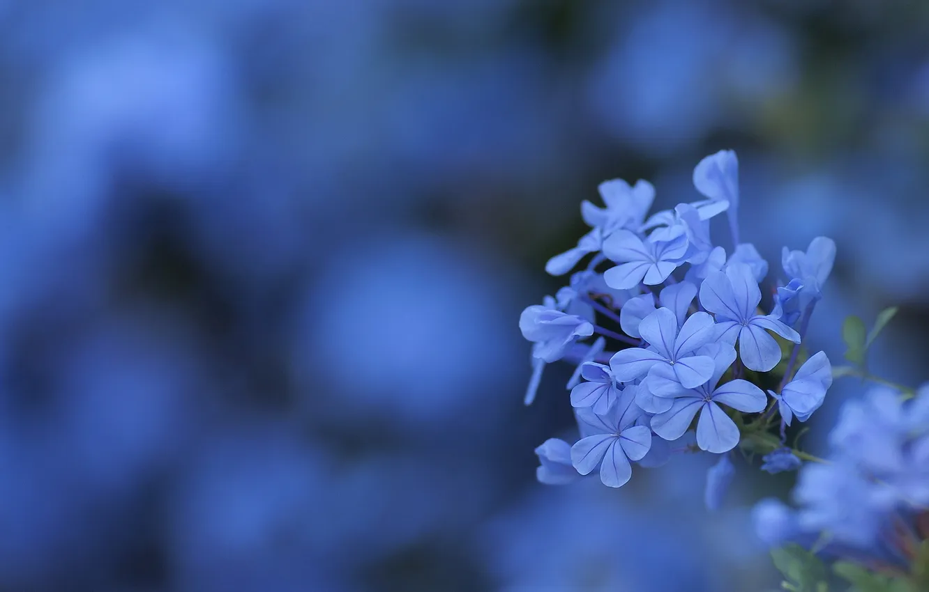 Photo wallpaper flowers, background, blue, blur, inflorescence