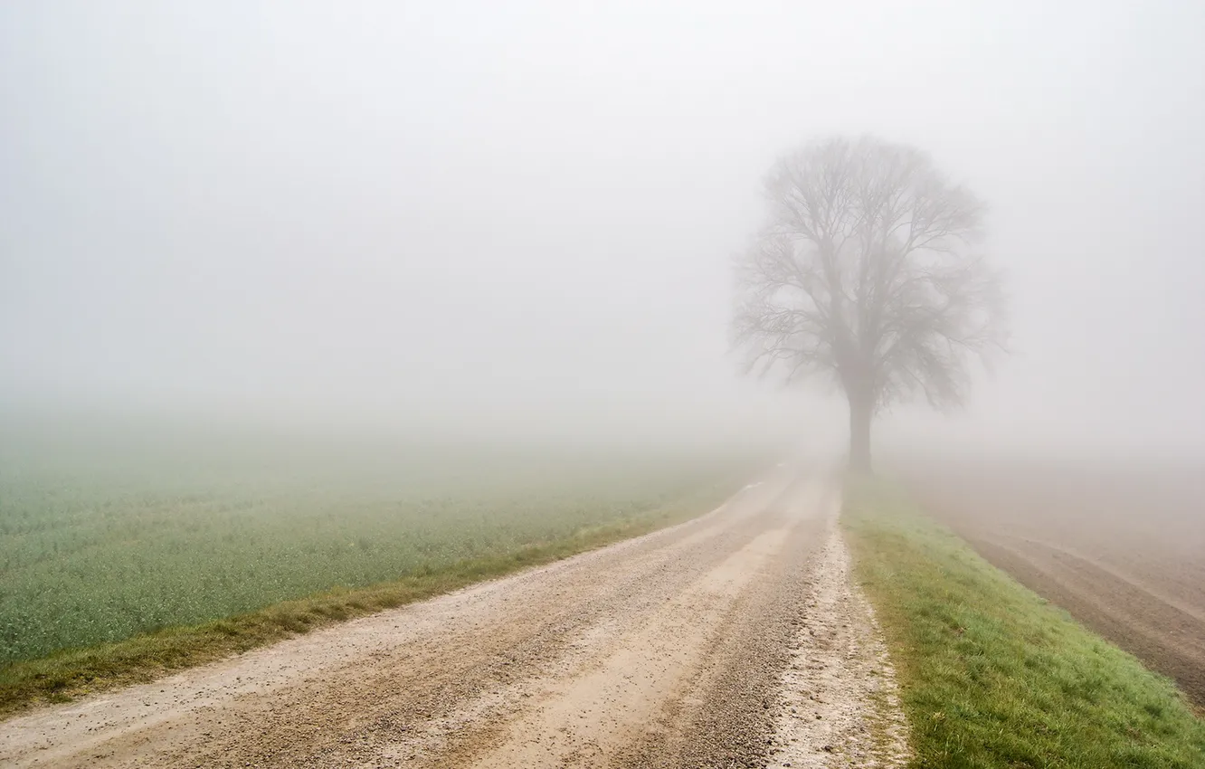Photo wallpaper road, trees, fog