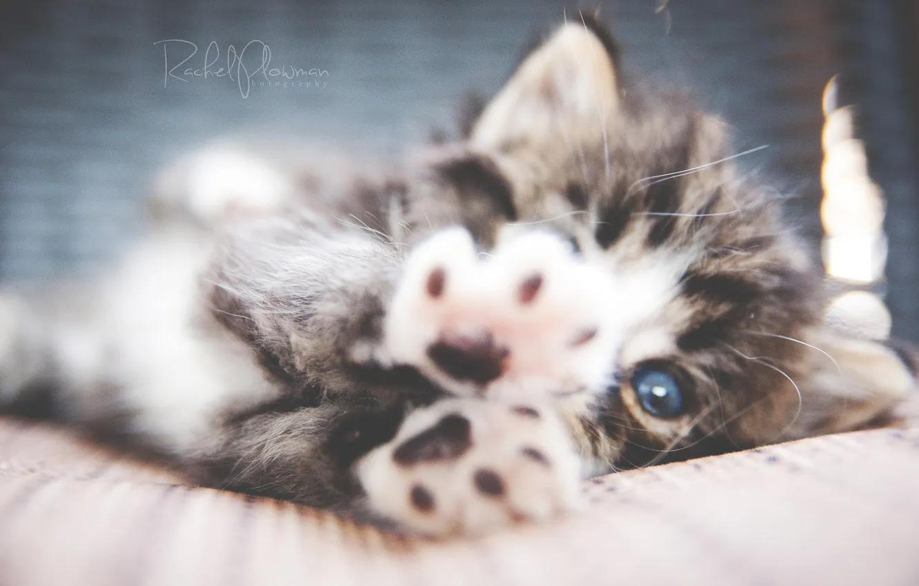 Photo wallpaper cat, cat, paws, small, kitty, Kote, peresharp, baby