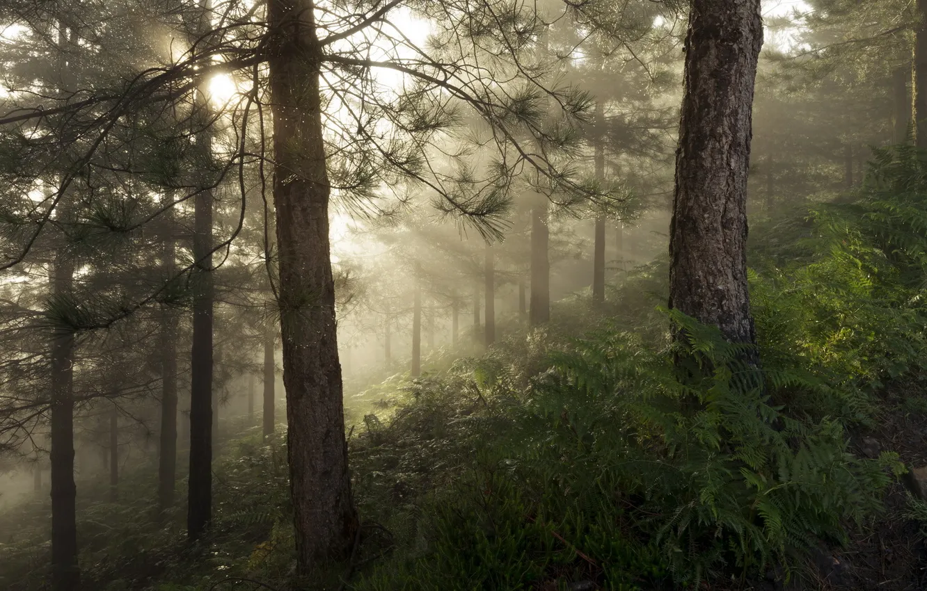 Photo wallpaper forest, landscape, nature