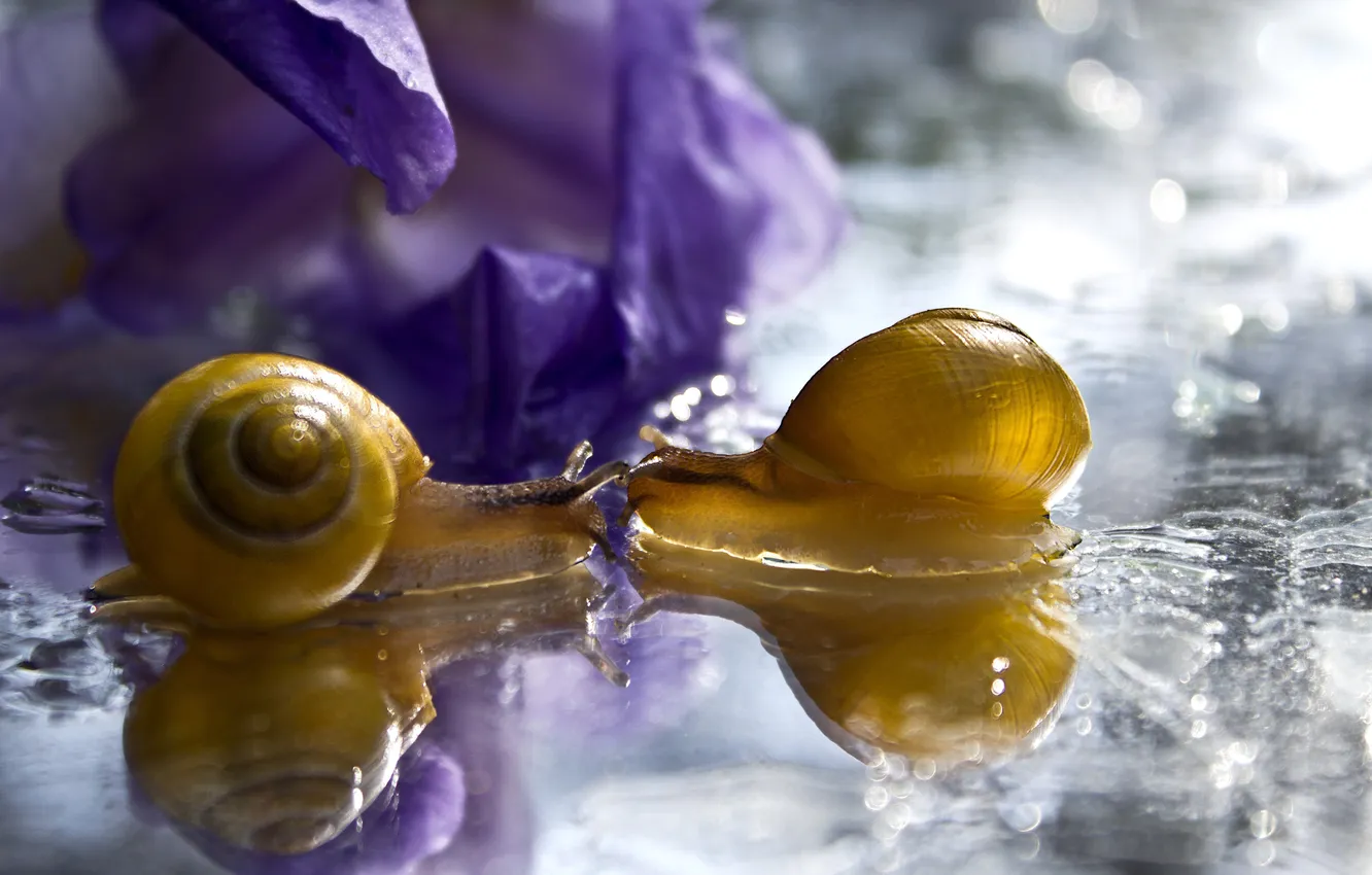 Photo wallpaper water, macro, flowers, squirt, reflection, snail, petals