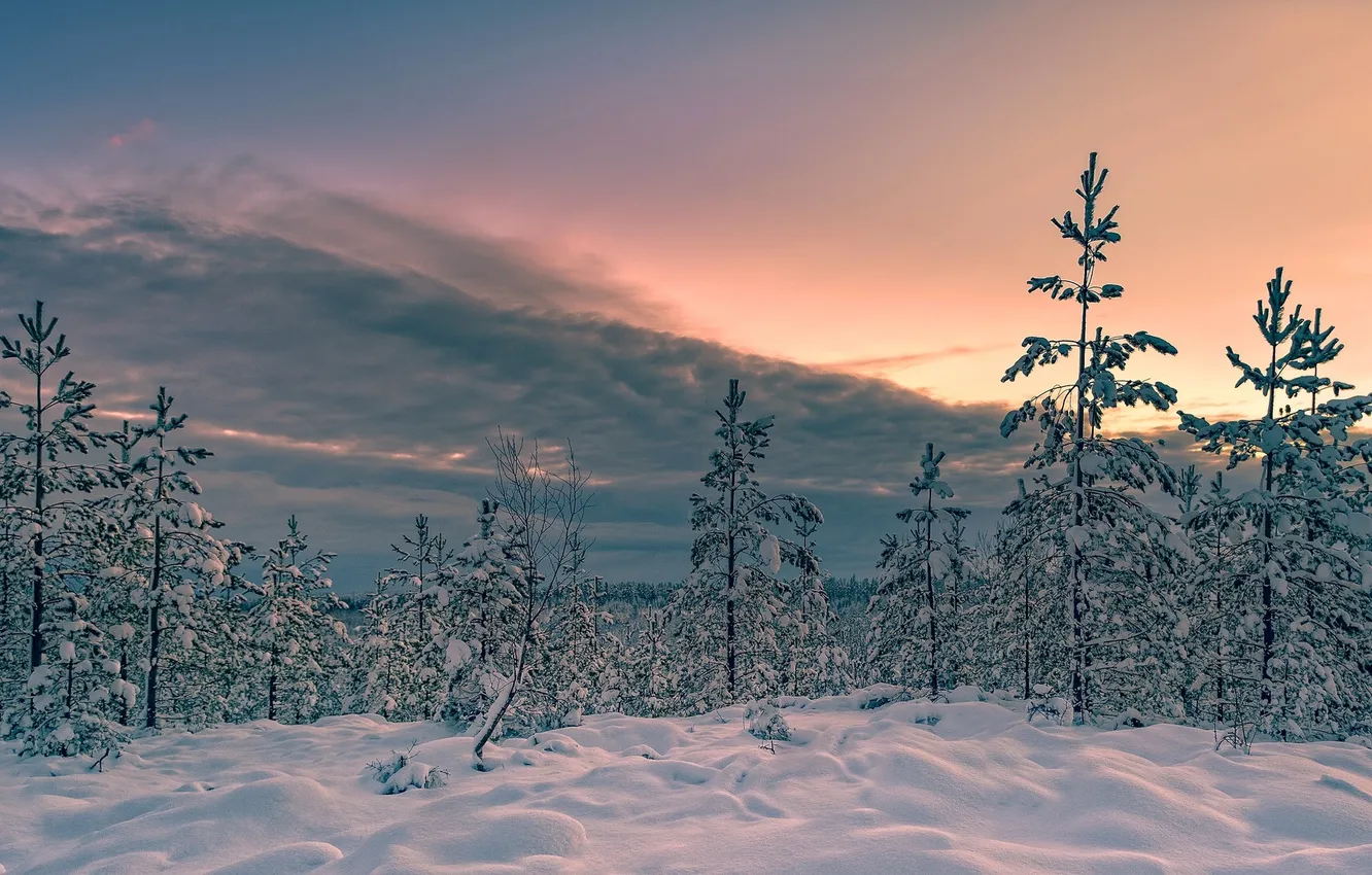 Photo wallpaper winter, snow, trees, sunset