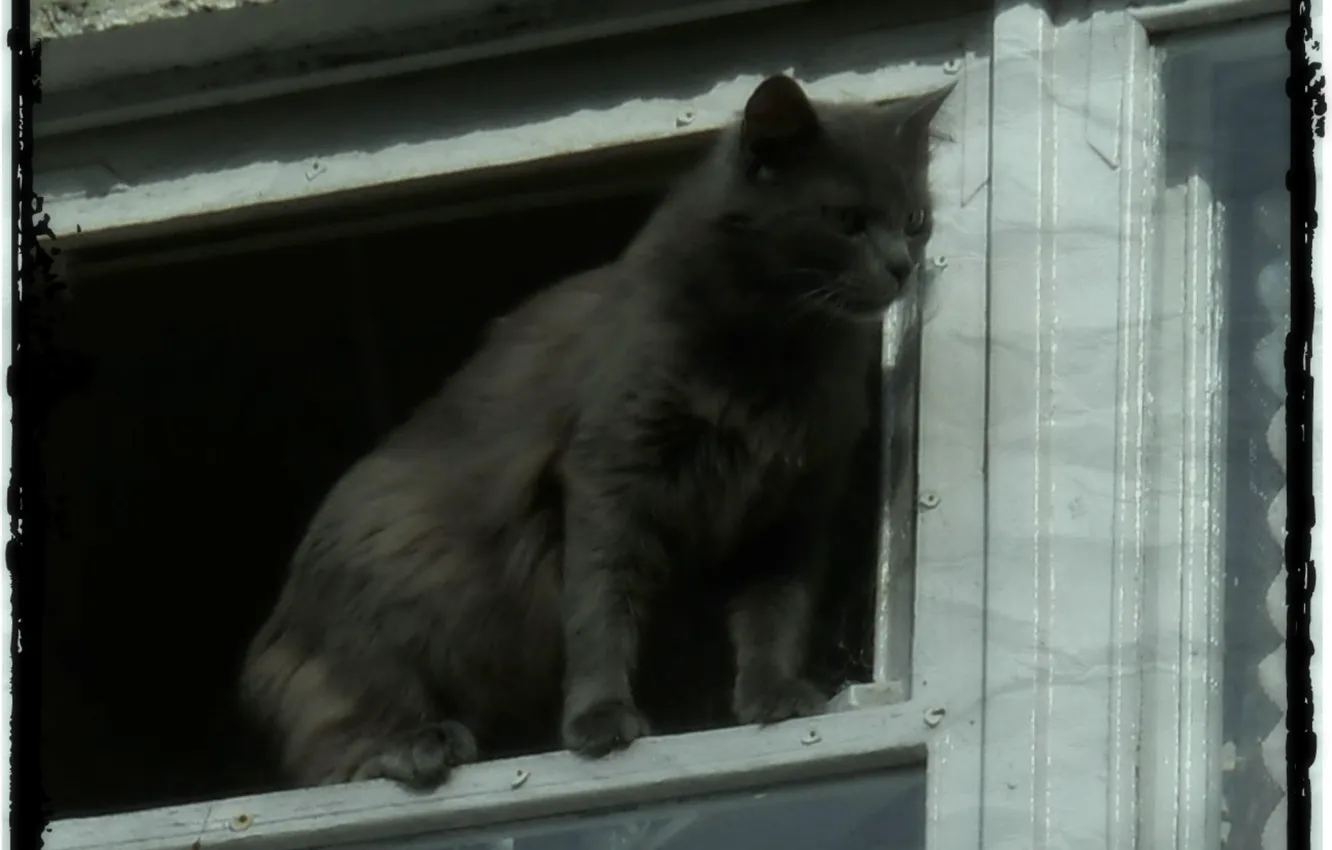 Photo wallpaper cat, black, cat