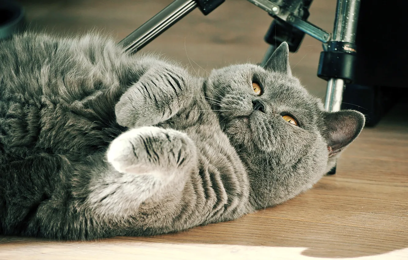 Photo wallpaper grey, cat, British
