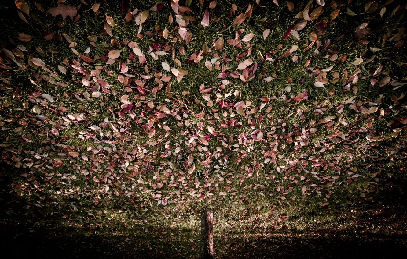 Photo wallpaper grass, leaves, trees