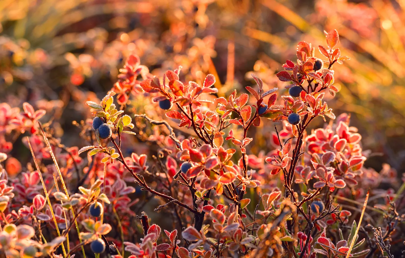 Photo wallpaper berries, blueberry, blueberries