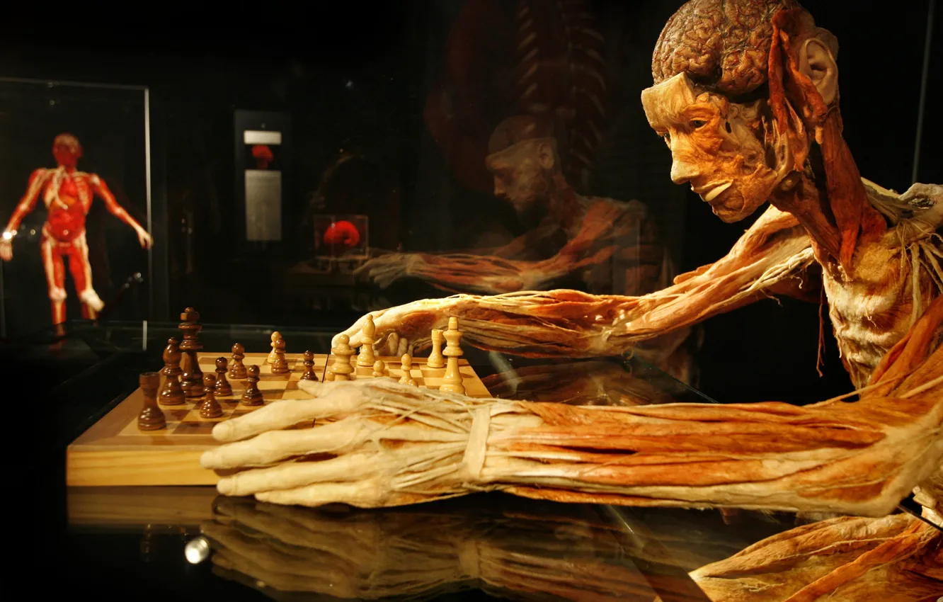Photo wallpaper chess, Gunther von Hagens, Gunther von Hagens, the plastinated, chess player
