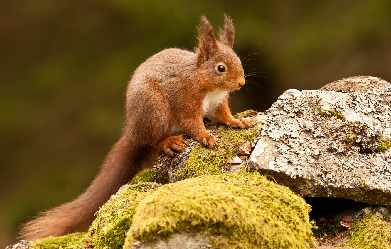 Photo wallpaper stones, moss, protein, red