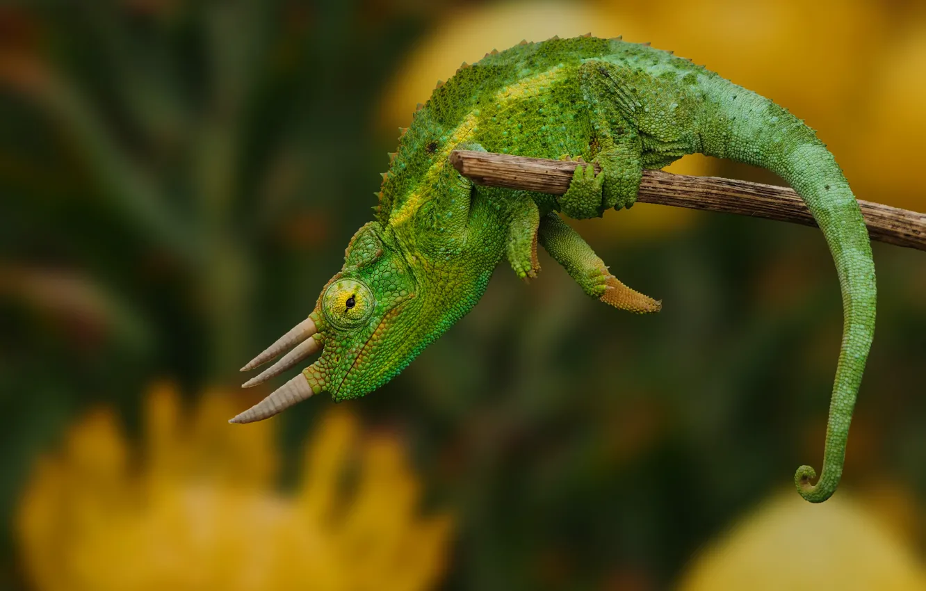 Photo wallpaper green, background, reptile, lizard, horns, chameleon