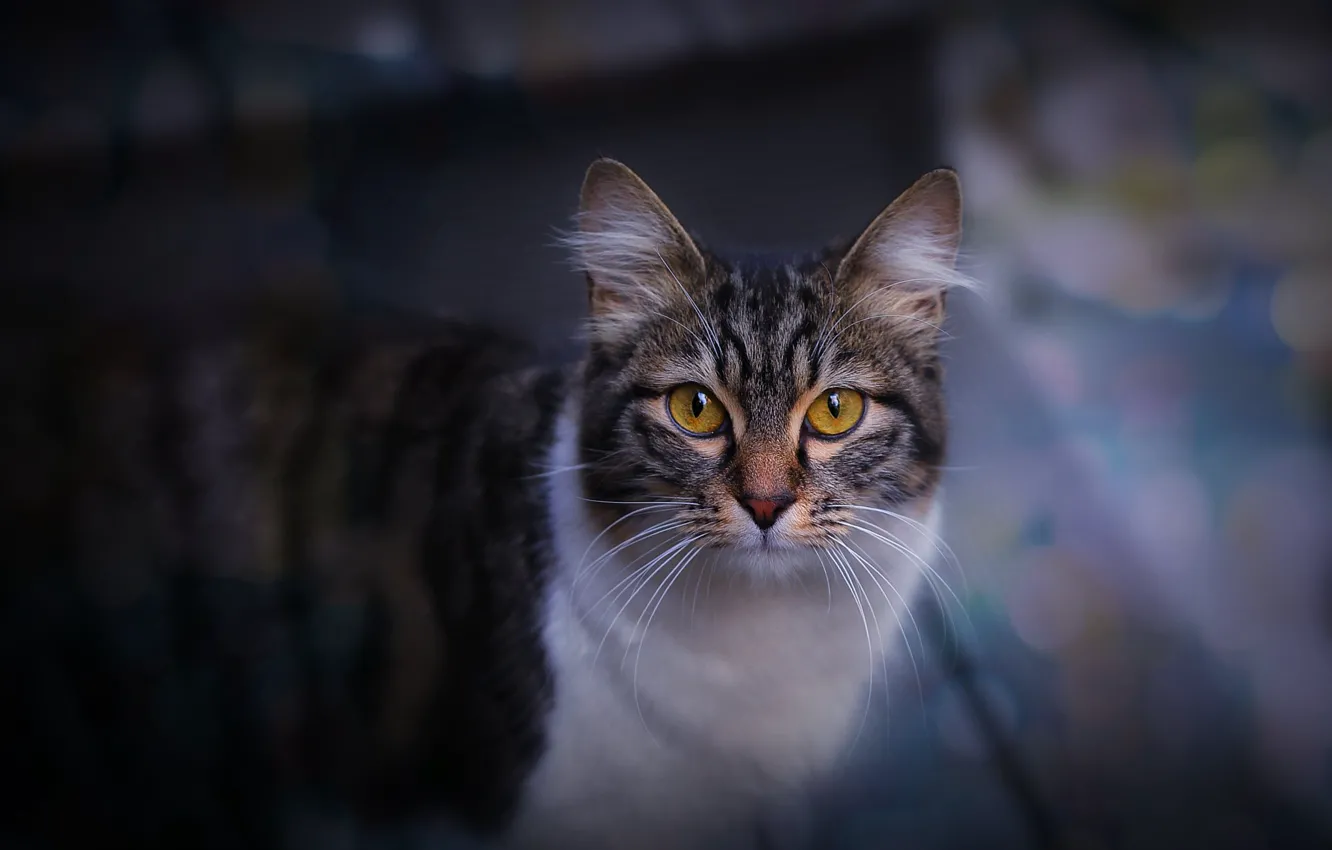 Photo wallpaper cat, cat, the dark background
