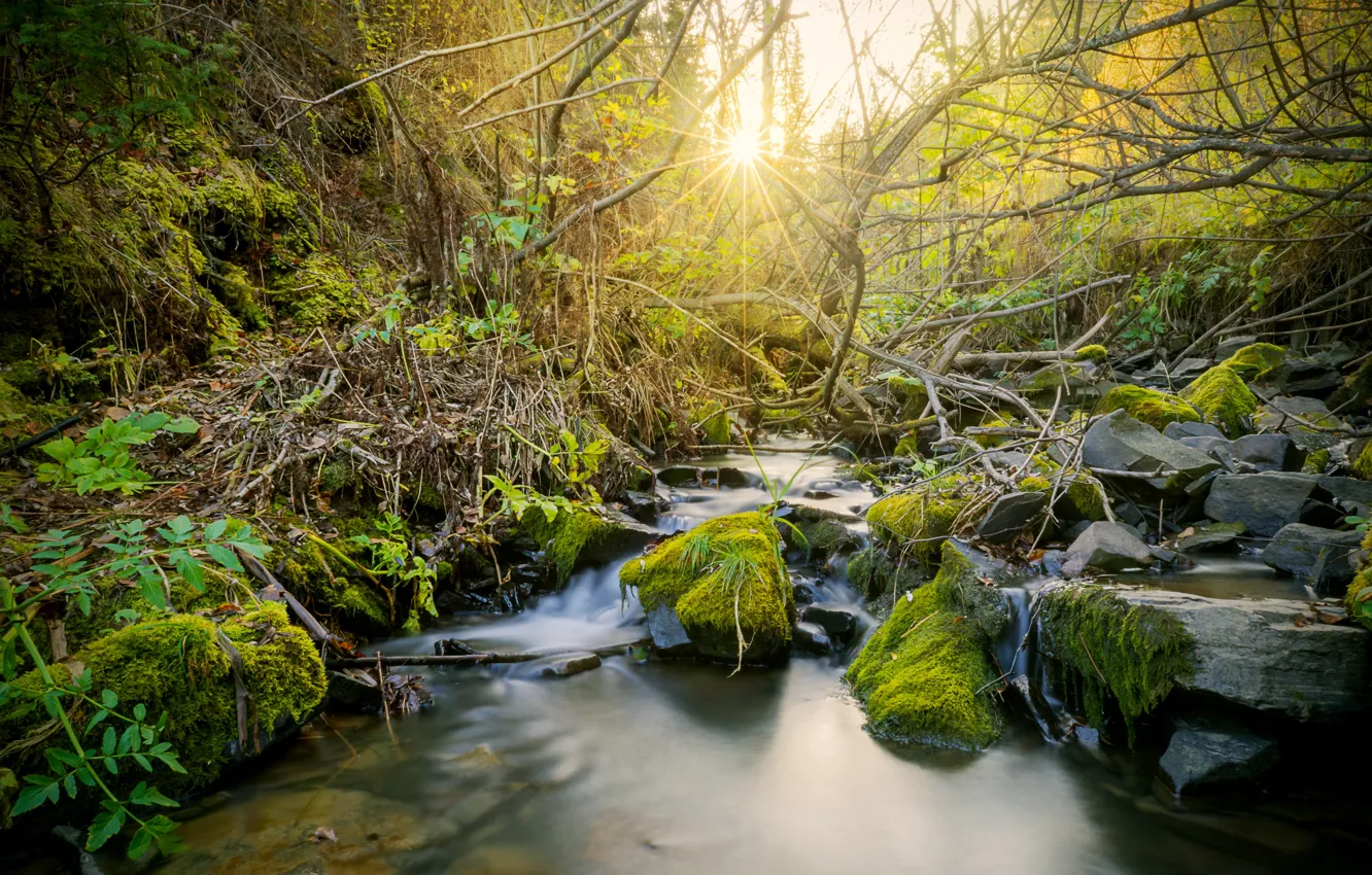 Photo wallpaper trees, landscape, nature, stream, Water, the sun's rays, Beautiful