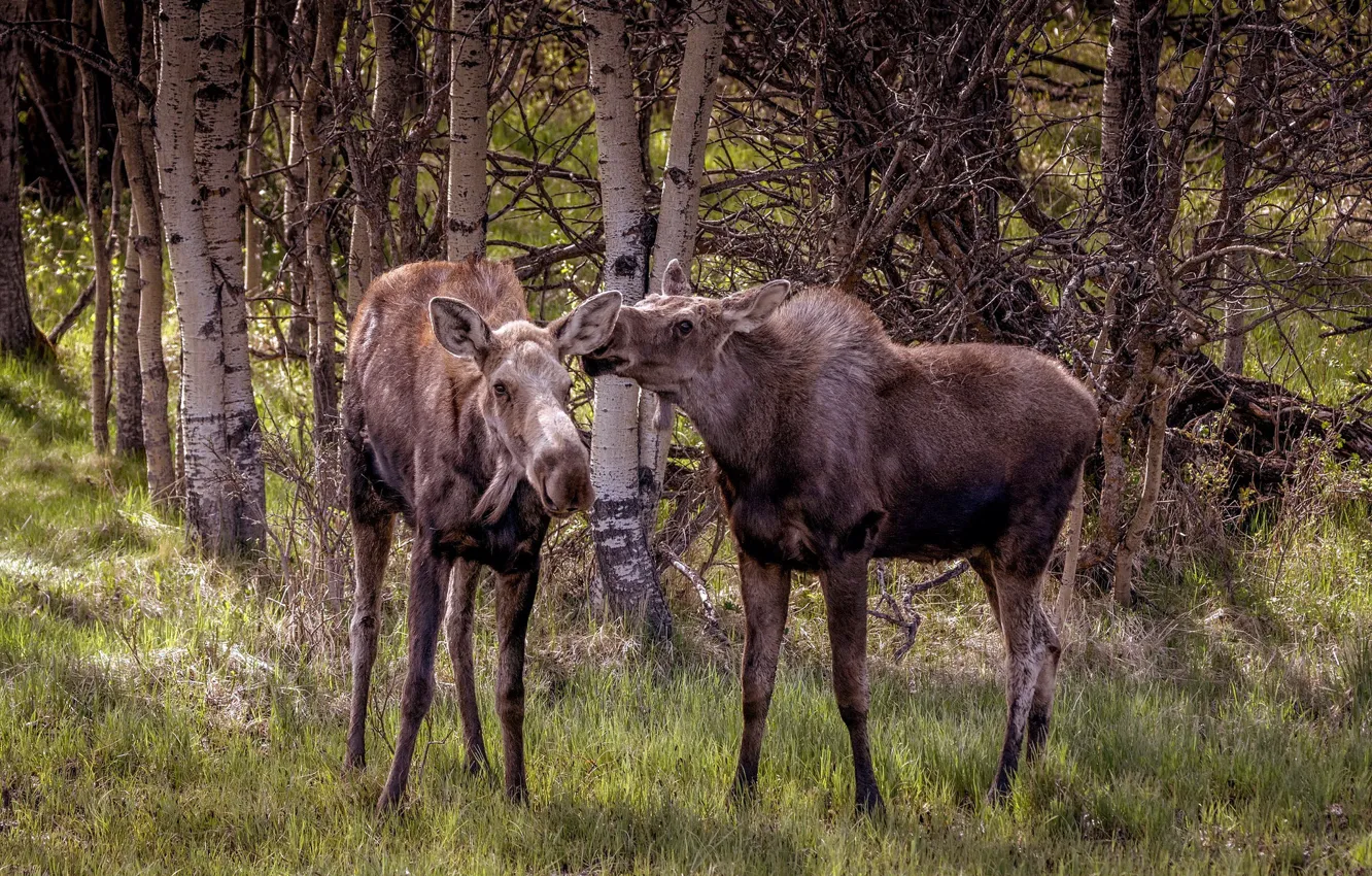Photo wallpaper summer, nature, moose