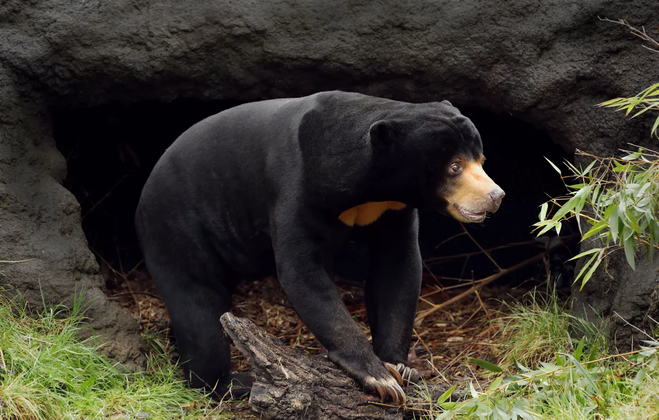 Photo wallpaper grass, look, face, branches, nature, pose, black, paws