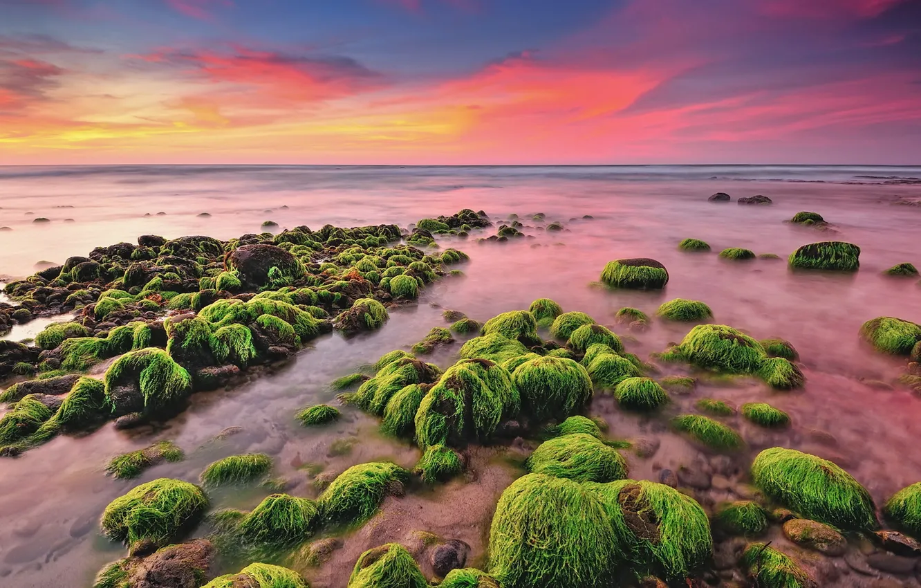 Photo wallpaper sea, beach, algae, stones, dawn, morning