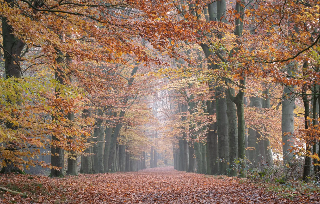 Photo wallpaper road, autumn, forest, trees, branches, Park, Netherlands, alley