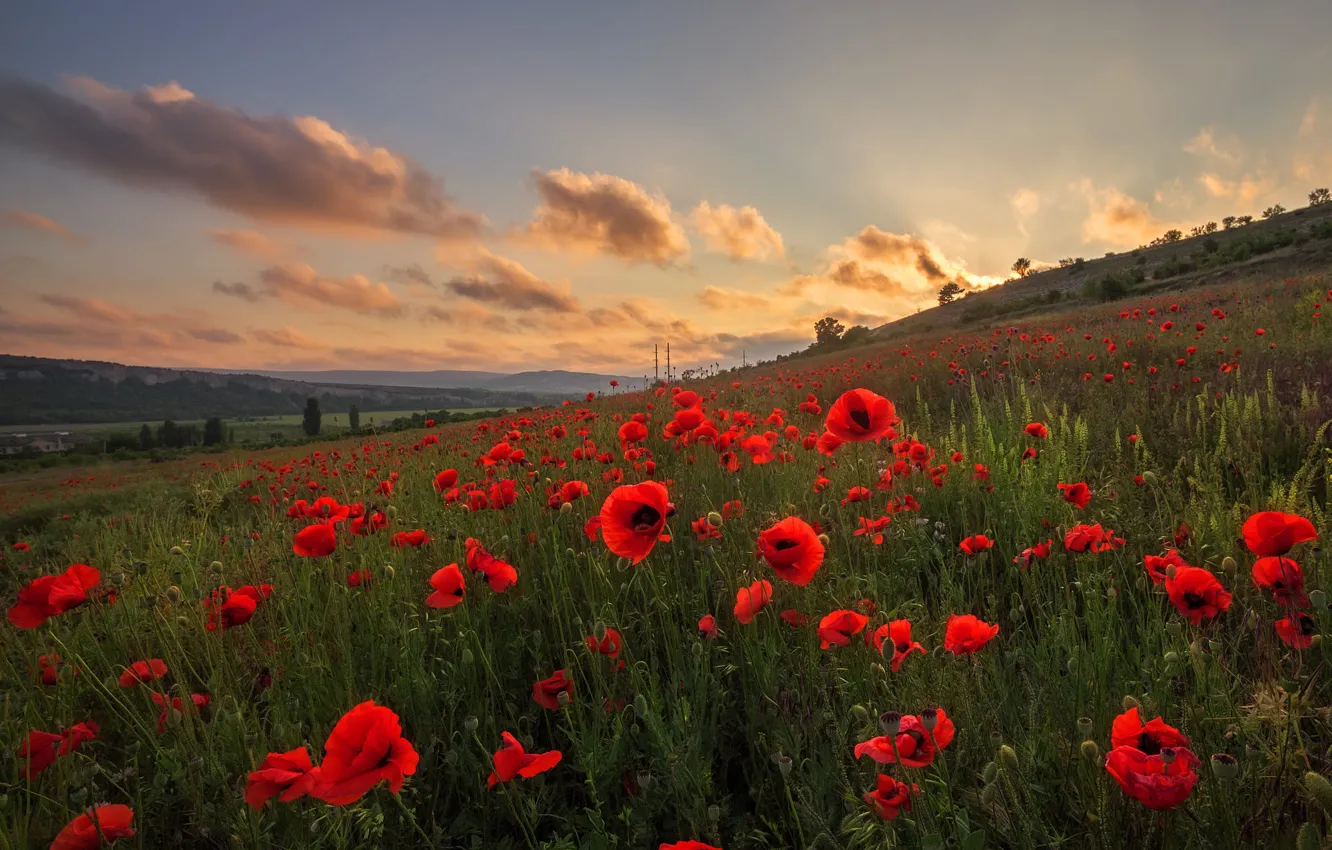 Photo wallpaper field, the sky, clouds, Maki