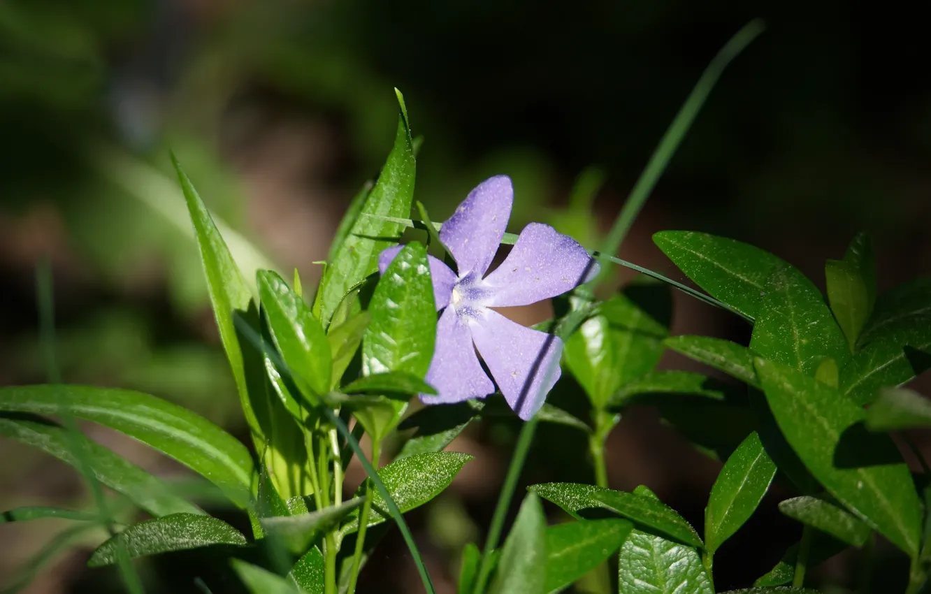 Photo wallpaper forest, flowers, nature, spring, borvinok