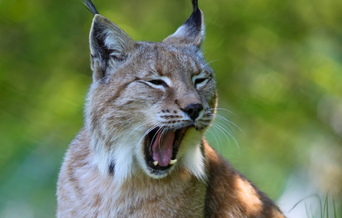 Photo wallpaper lynx, yawns, ears