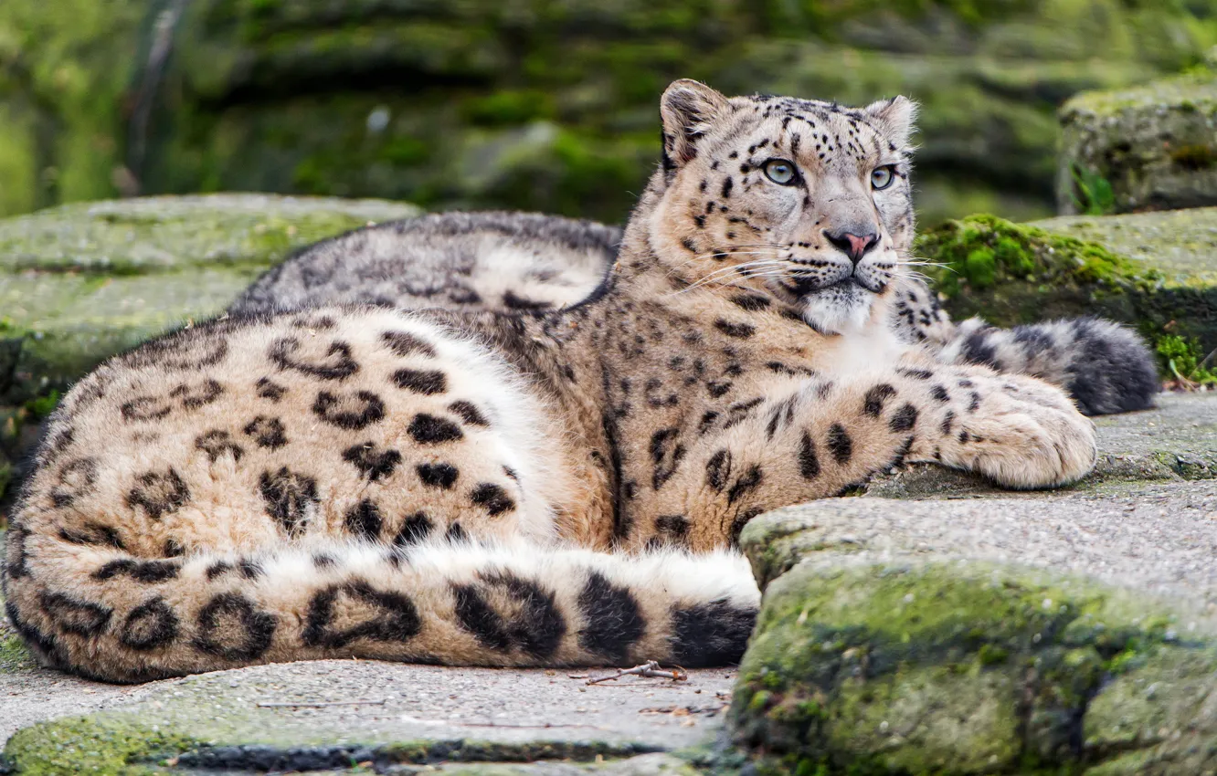 Photo wallpaper cat, look, nature, pose, stones, lies, snow leopard, wild cats