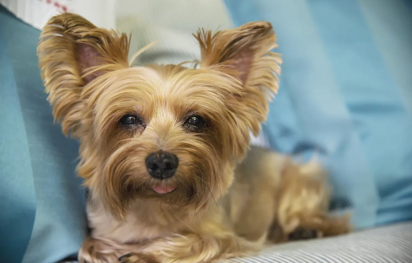 Photo wallpaper dog, wool, York, York-Terrier