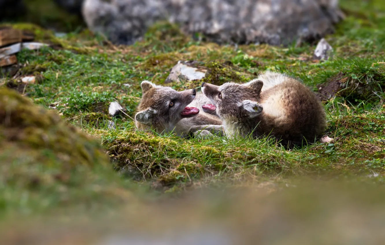 Photo wallpaper grass, mountains, the game, group, foxes ￼ ￼