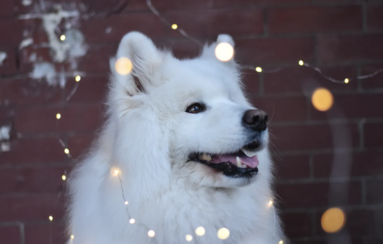 Photo wallpaper dog, look, pose, face, Samoyed