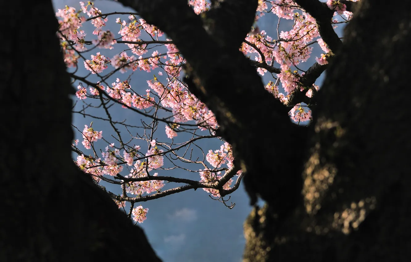 Photo wallpaper tree, Japan, Sakura