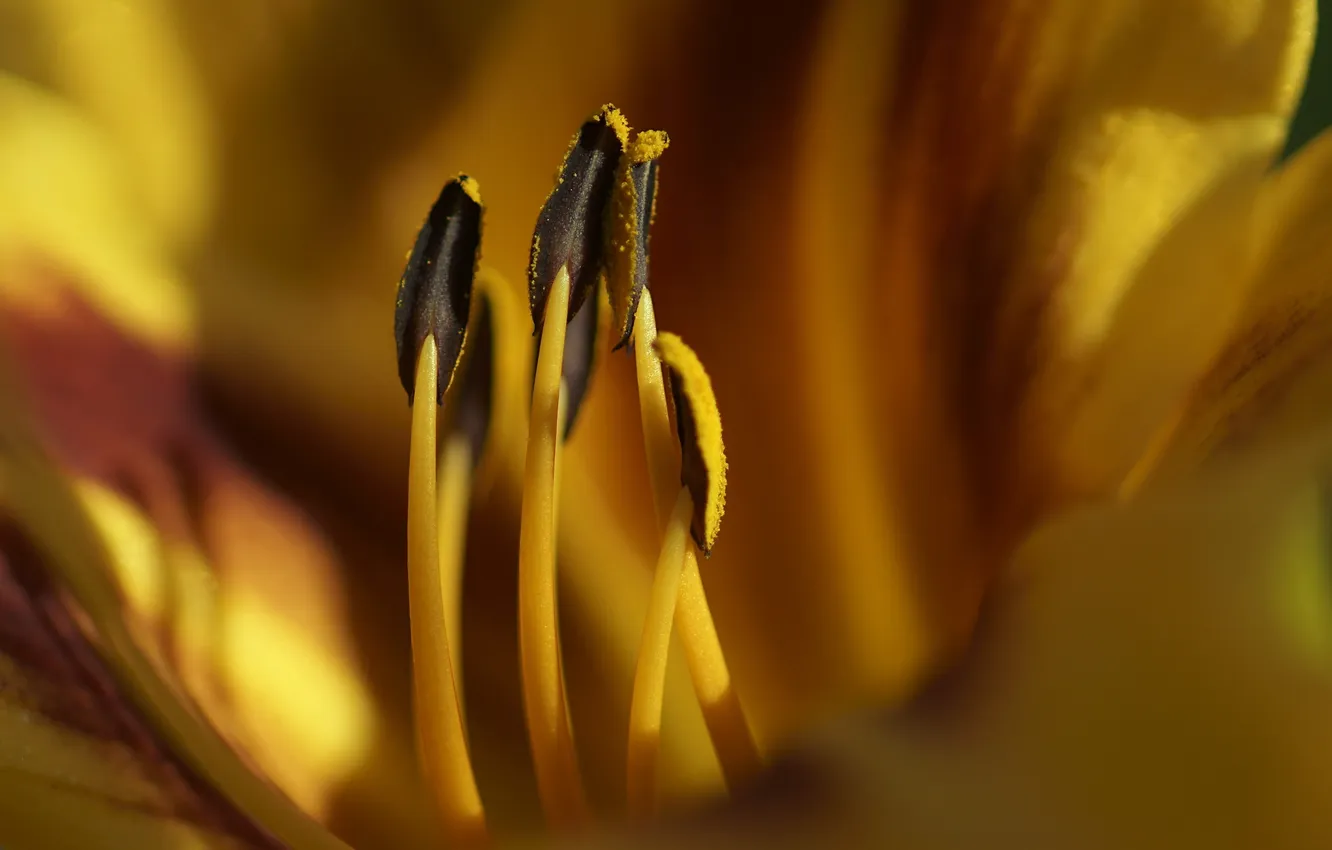 Photo wallpaper macro, flowers, nature