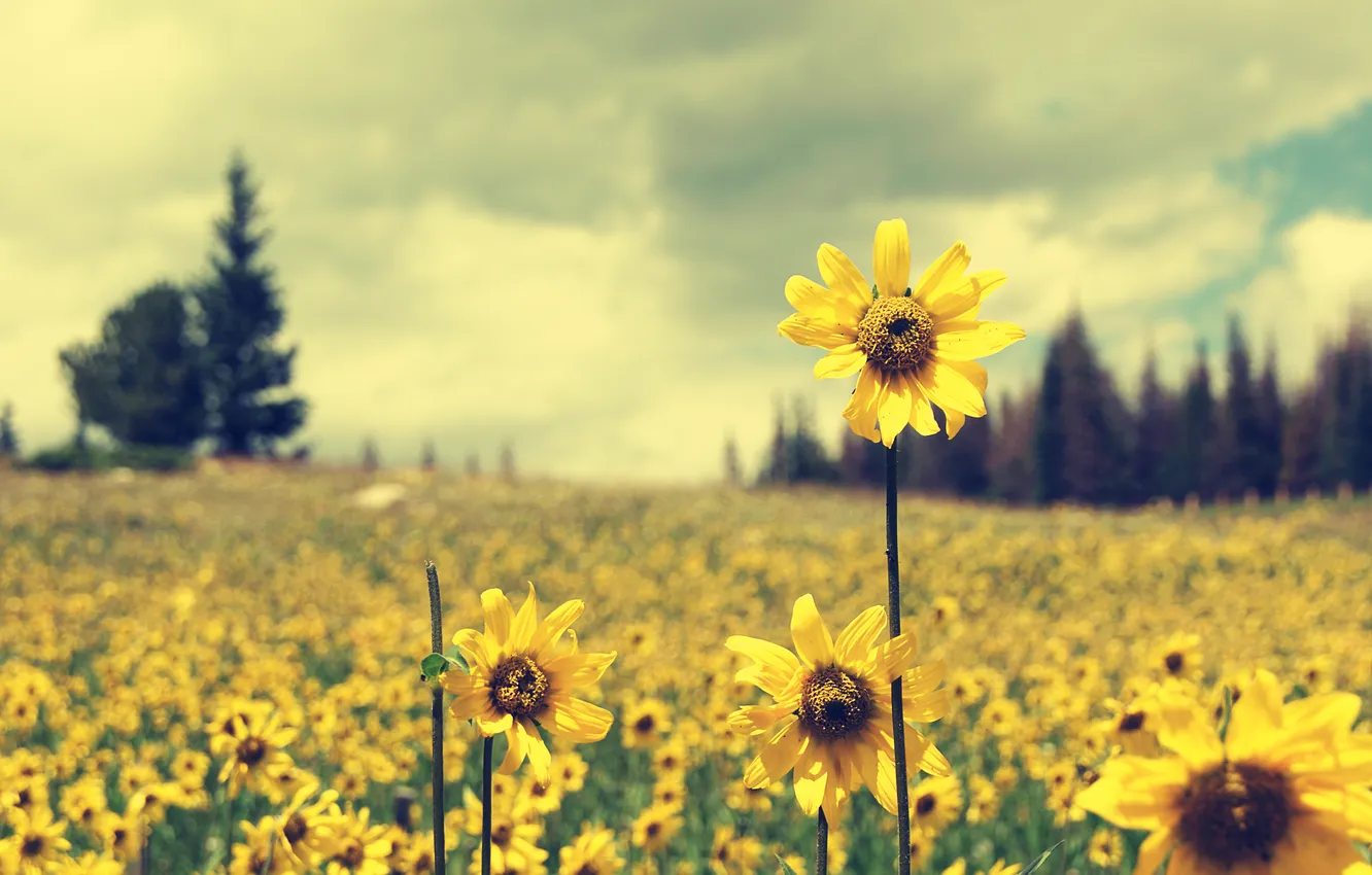 Photo wallpaper field, flowers, yellow