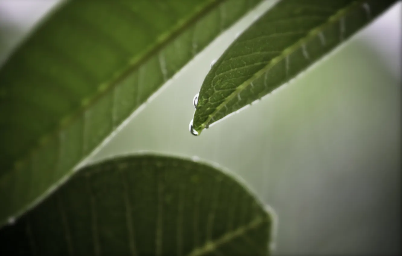 Photo wallpaper leaves, green, leaf, macro photo, background Wallpaper