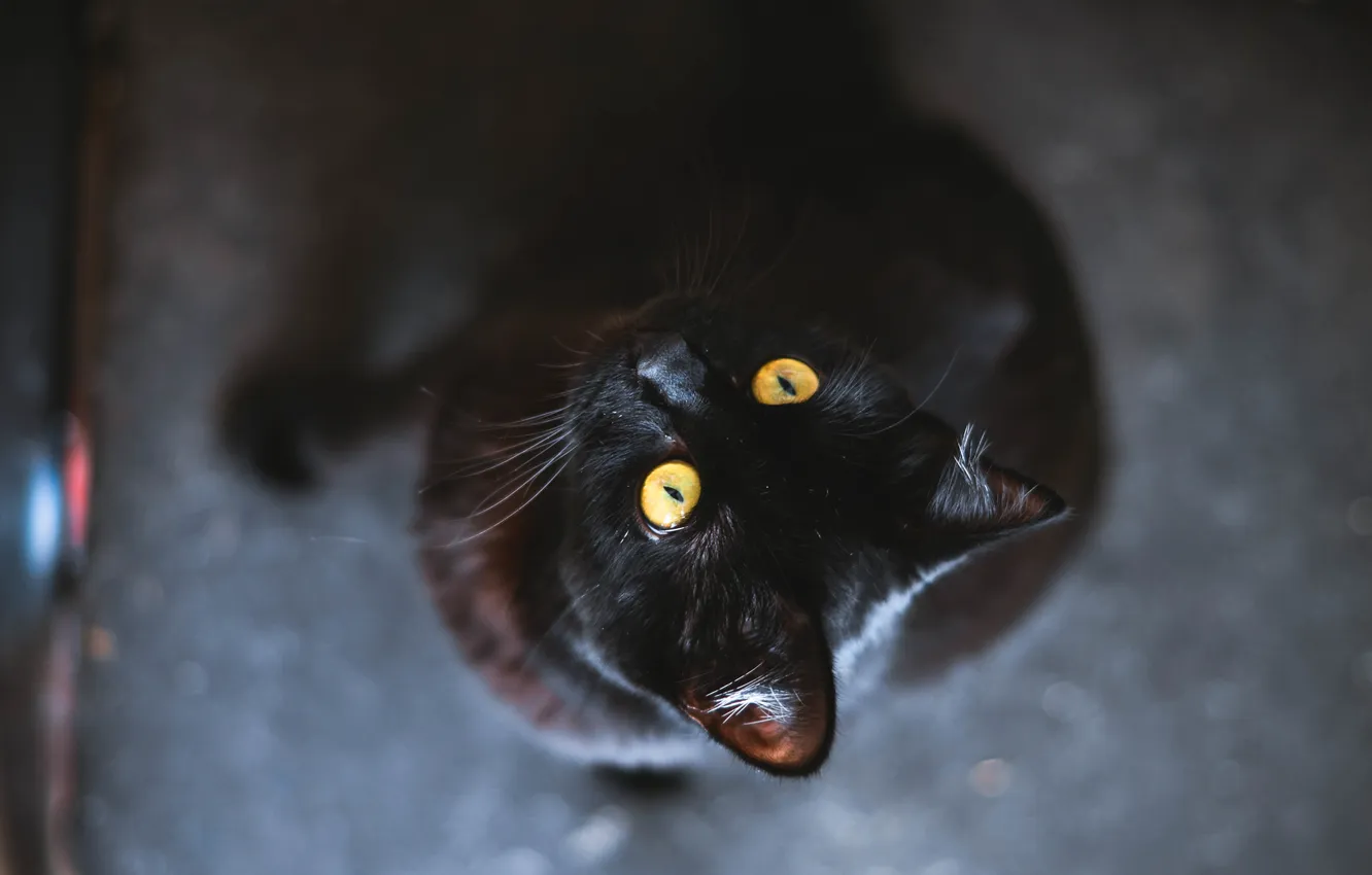 Photo wallpaper eyes, cat, animal, black, yellow, wool