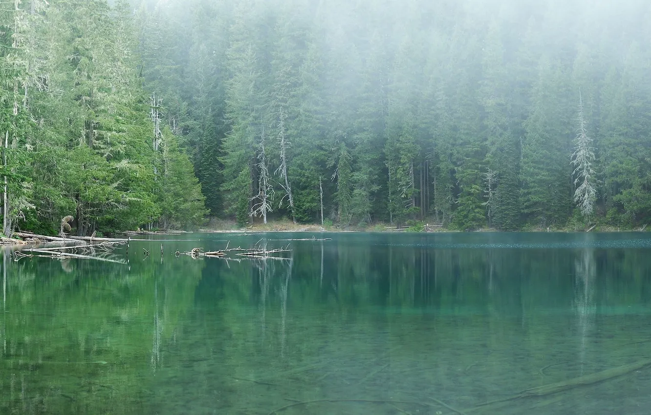 Photo wallpaper forest, water, trees, landscape, nature, fog, lake, forest