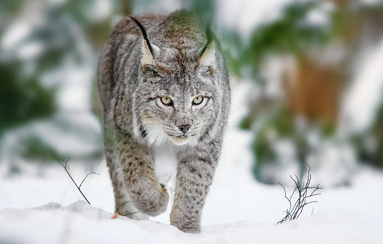 Photo wallpaper winter, nature, lynx