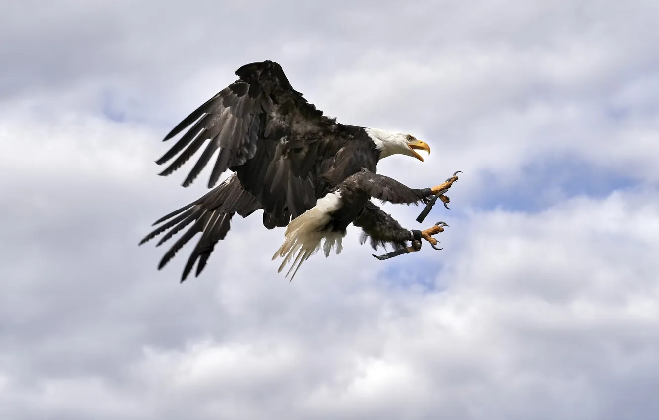Photo wallpaper bird, Bird of Prey, Raptors, bald eagle, North America