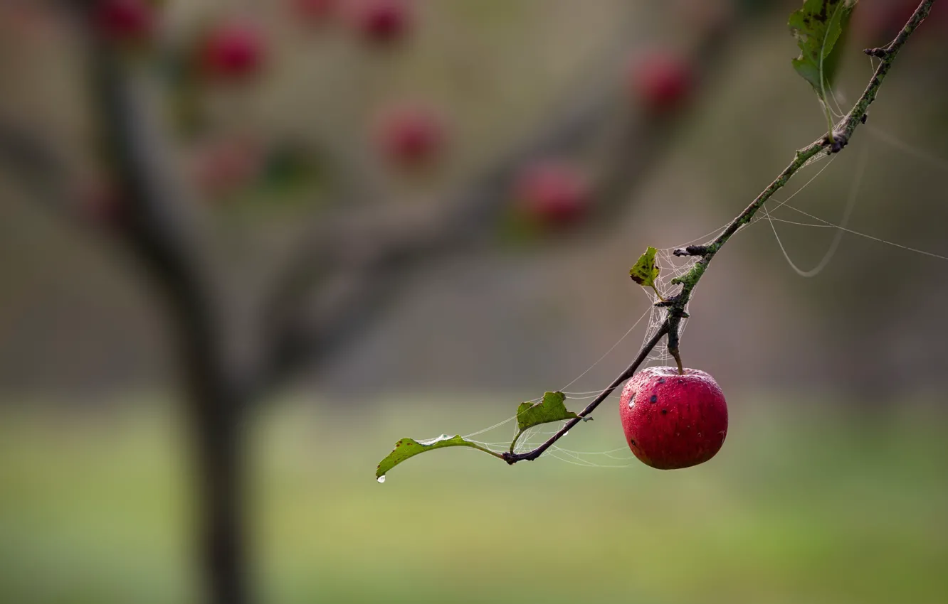 Photo wallpaper branches, nature, apples, web