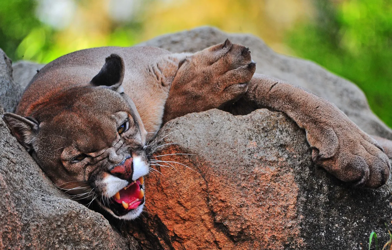 Photo wallpaper cat, face, predator, Cougar