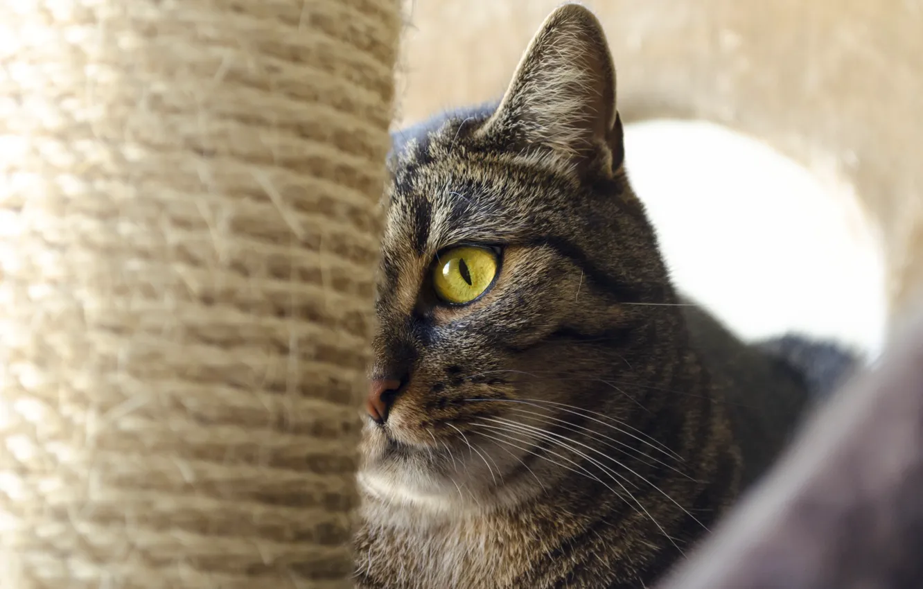 Photo wallpaper cat, cat, look, face, grey, background, portrait, house