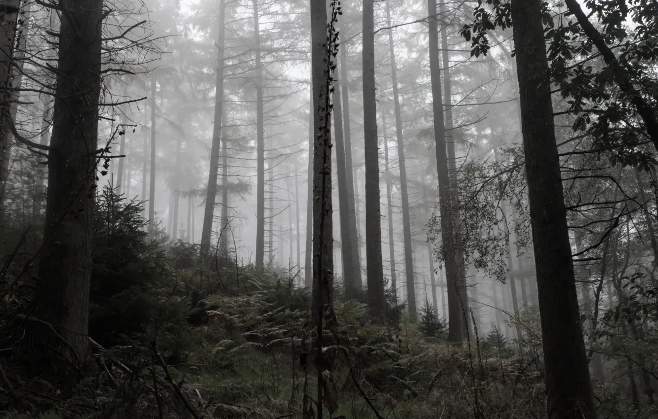 Photo wallpaper forest, trees, nature, fog