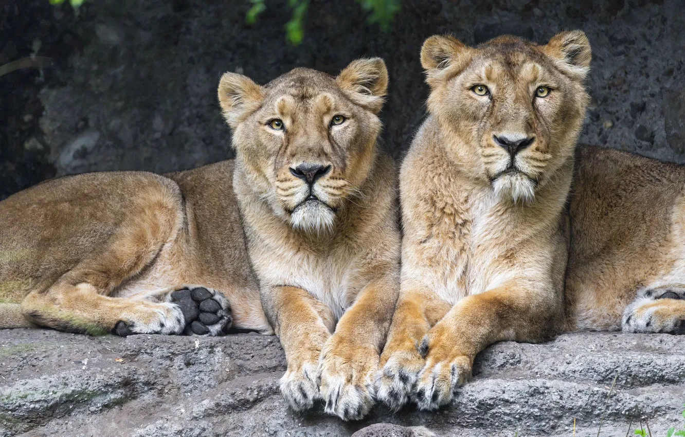 Photo wallpaper animal, Lions, big cats, lionesses