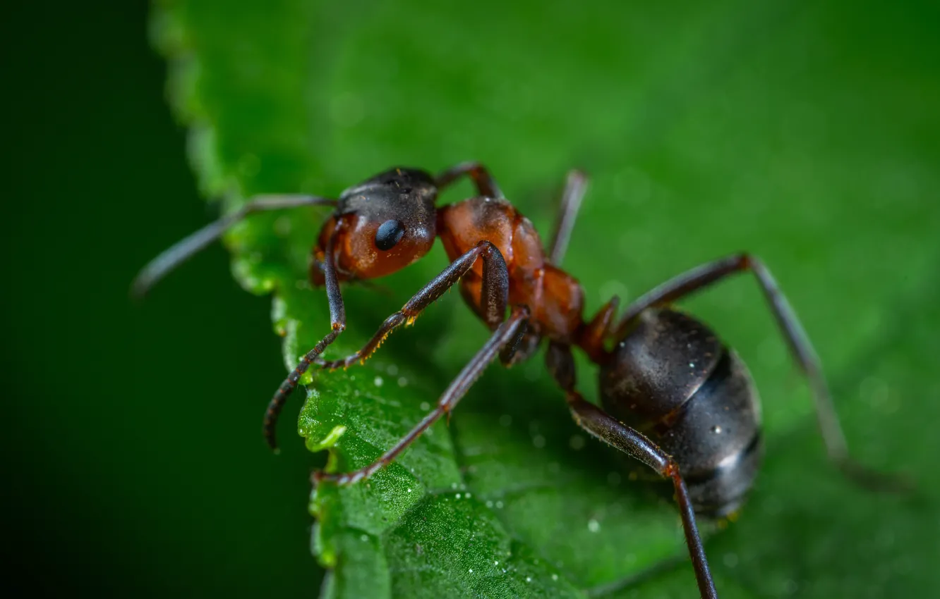 Photo wallpaper Macro, Ant, Plants, Insect, Macro, Ant, Insect, Paws