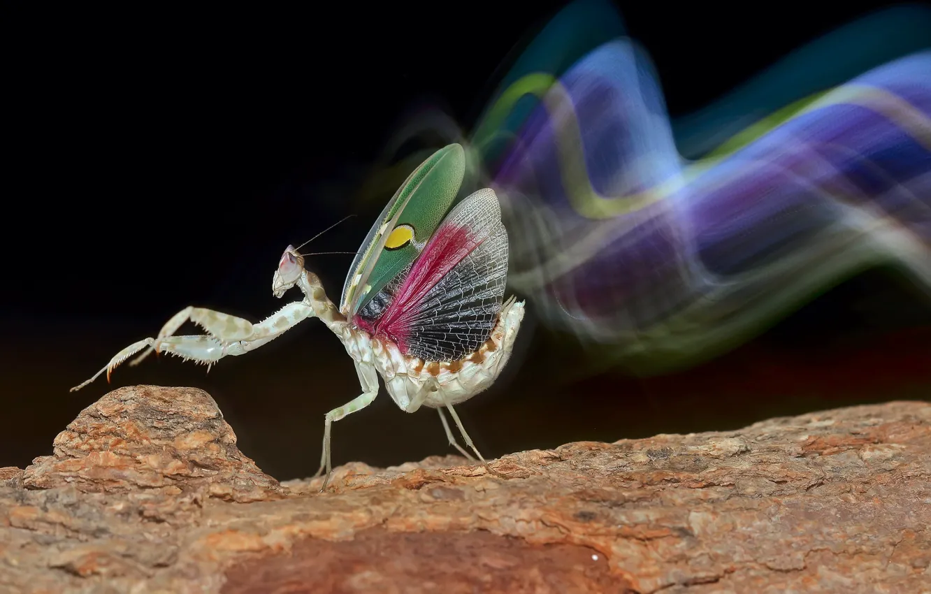 Photo wallpaper pose, macro, movement, dance, strip, line, profile, mantis