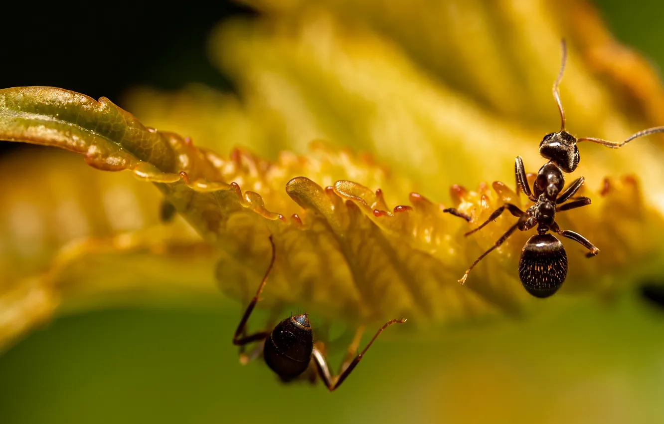 Photo wallpaper macro, yellow, leaf, ants, insect, bokeh, two ants