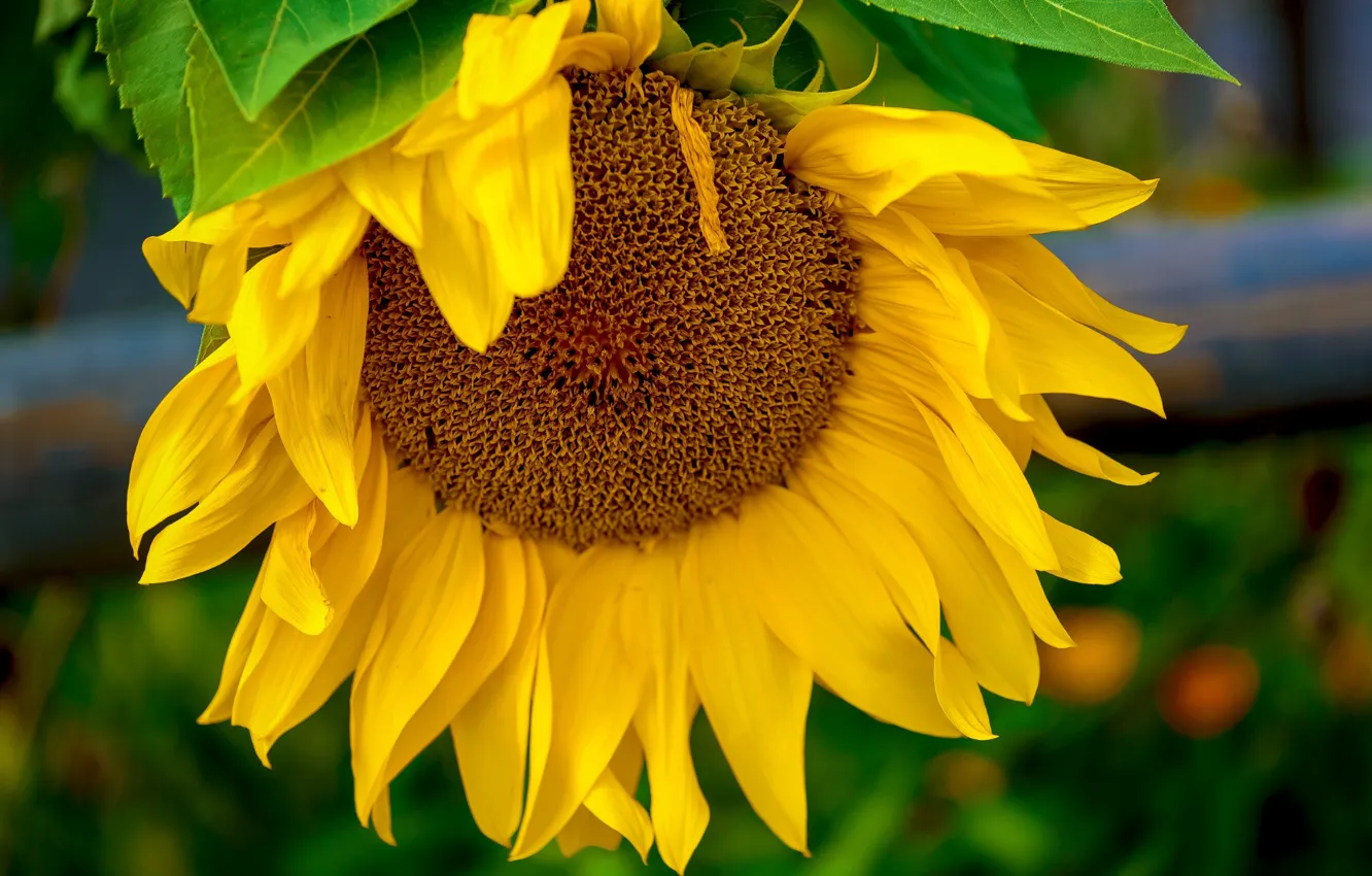 Photo wallpaper macro, sunflowers, yellow