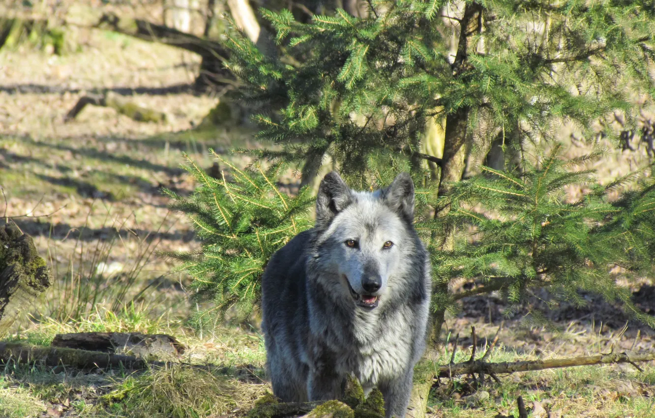 Photo wallpaper Predator, nature, snow, face, animal, wolf, canis lupus, wildlife
