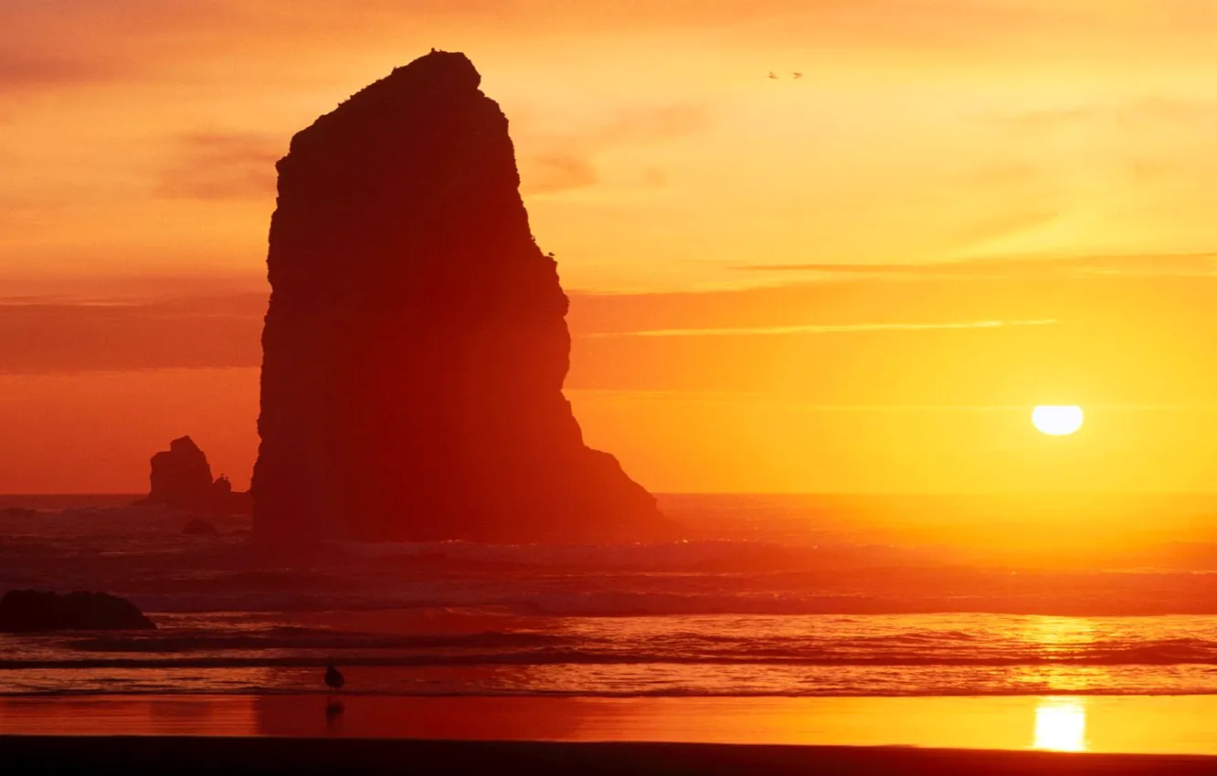 Photo wallpaper sea, the sky, the sun, sunset, rocks, bird