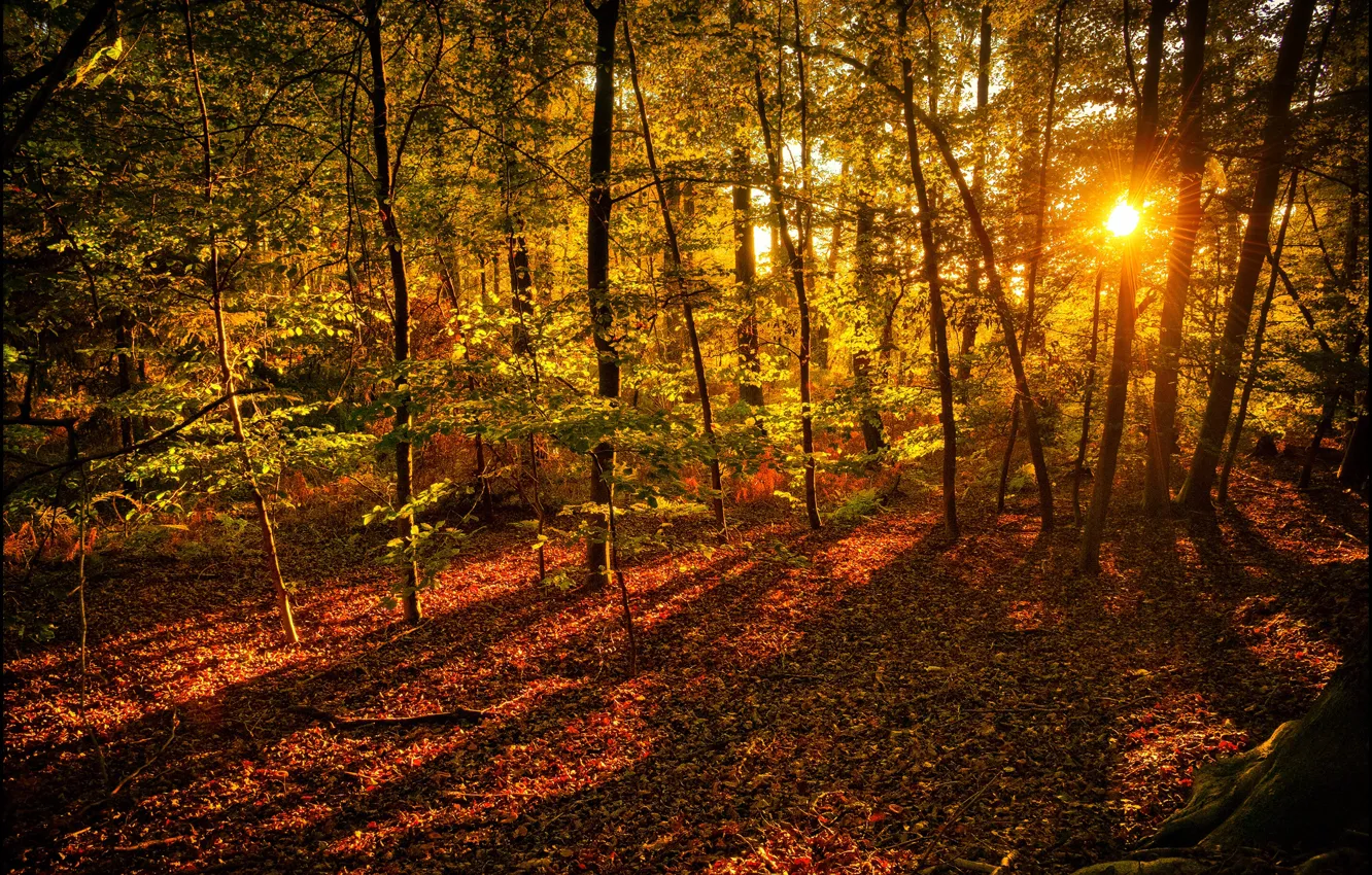 Photo wallpaper autumn, forest, leaves, the sun, rays, trees, yellow
