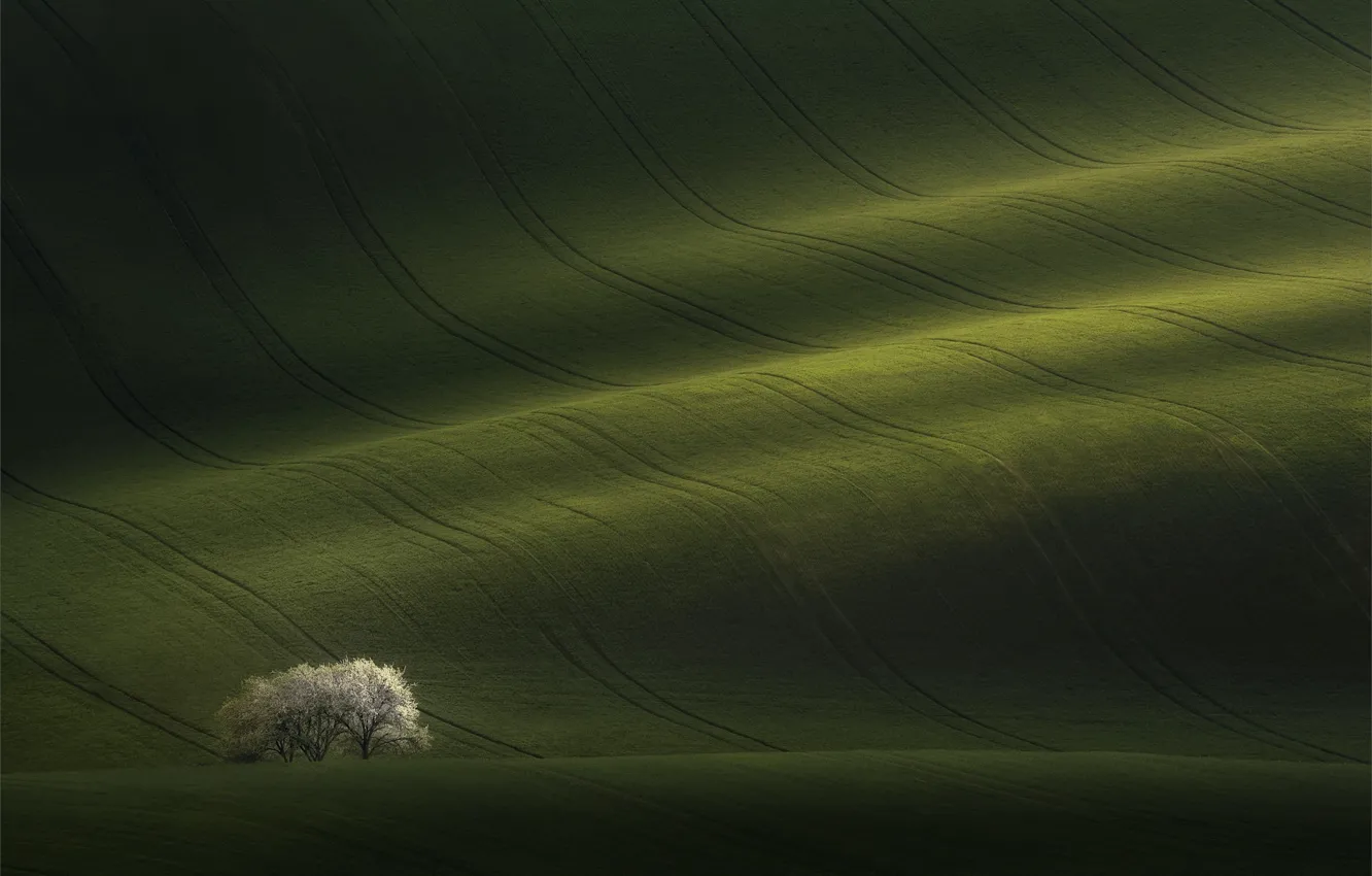 Photo wallpaper field, trees, nature, carpet, color, spring, overflow