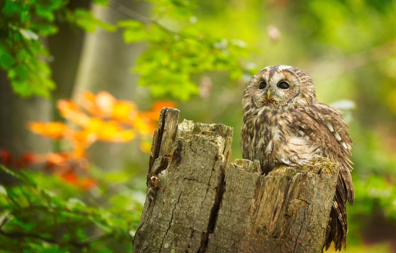 Photo wallpaper owl, bird, stump