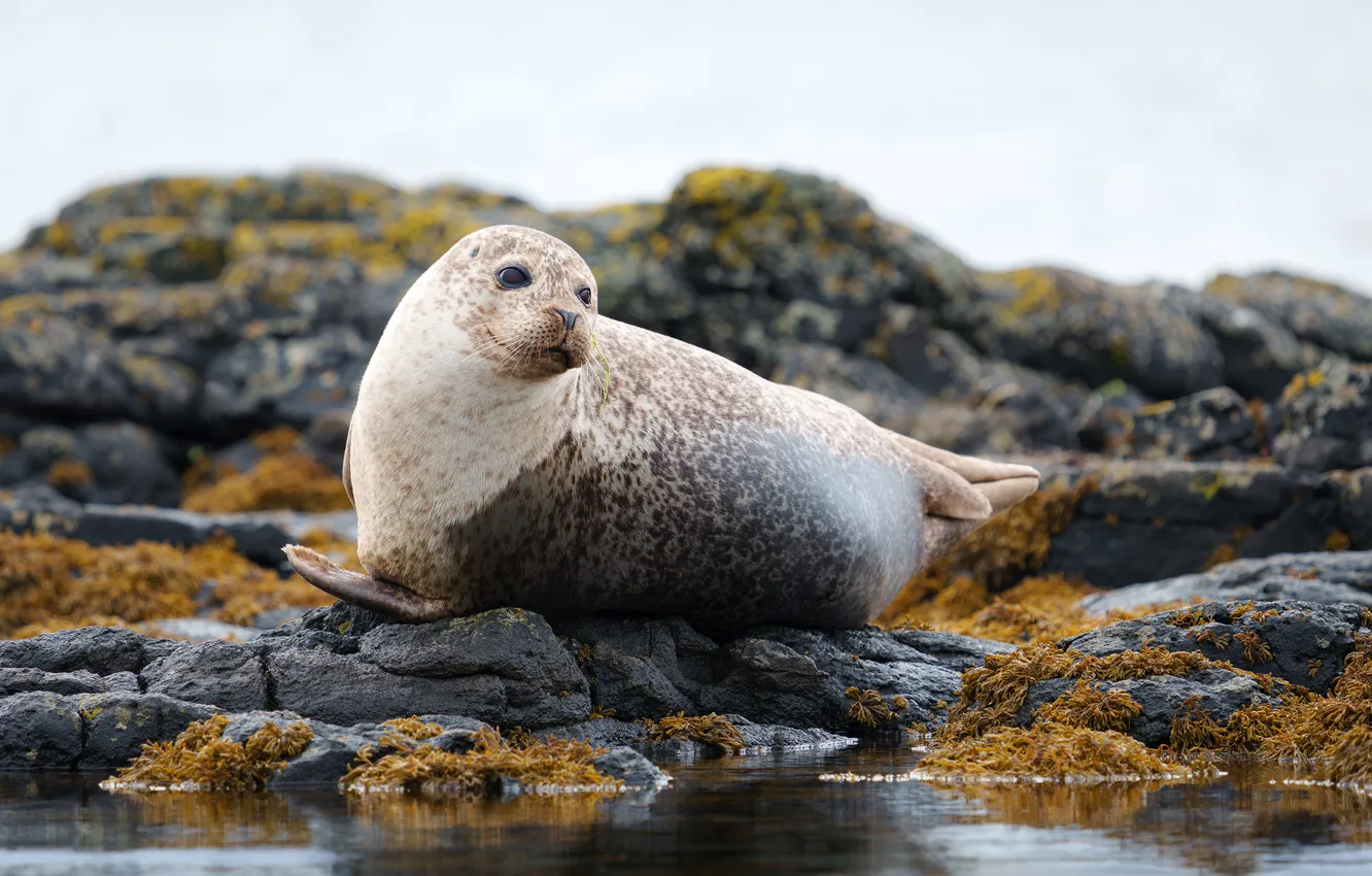Photo wallpaper seal, rocks, stones